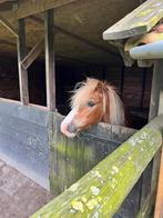 Verzorg knuffel pony voor jonge kinderen in Rockanje, Dieren en Toebehoren, Paarden en Pony's | Overige Paardenspullen, Ophalen