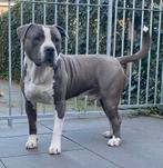 Amerikaanse stefford, Dieren en Toebehoren, Honden | Bulldogs, Pinschers en Molossers, Particulier, Buitenland, Eén hond, 3 tot 5 jaar