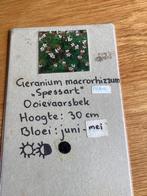 Geranium macrorhizum. Perfecte bodembedekker, Alba, Halfschaduw, Bodembedekkers, Lente, Ophalen