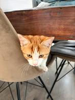 Lieve kater, Dieren en Toebehoren, Katten en Kittens | Overige Katten, Kater