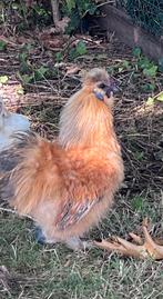 Zijdehoen kriel haan Willem 8 maanden bewezen haan, Dieren en Toebehoren, Pluimvee, Mannelijk, Kip
