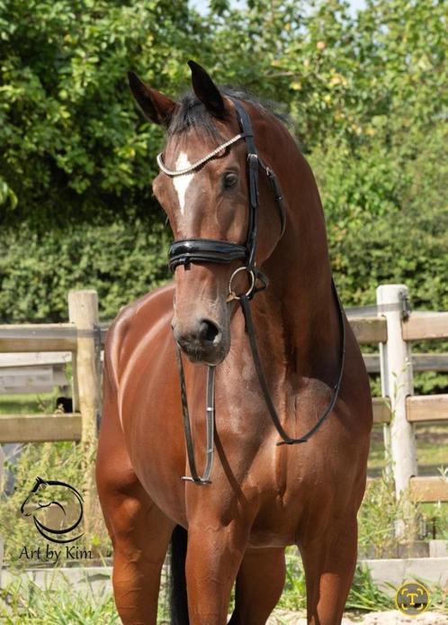 Unieke kans op dressuurtopper!, Dieren en Toebehoren, Paarden, Ruin, L, 175 cm of meer, 3 tot 6 jaar, Dressuurpaard, Met stamboom