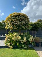 2 Prachtige Bol-Catalpa's te koop!, Tuin en Terras, Planten | Bomen, 100 tot 250 cm, Zomer, Ophalen, Volle zon