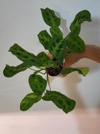 Maranta variegata, Huis en Inrichting, Kamerplanten, Ophalen of Verzenden, Overige soorten, Minder dan 100 cm