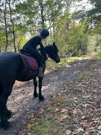 Mega lieve familiepony haflinger x fries merrie, Dieren en Toebehoren, Pony's