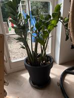Maklik groeiende kamerplant, Ophalen, 100 tot 150 cm, Overige soorten, Halfschaduw