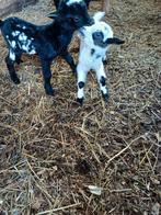 2 jonge bonte dwerggeitjes leplammetjes, Dieren en Toebehoren, Schapen, Geiten en Varkens, Meerdere dieren, Geit, 0 tot 2 jaar