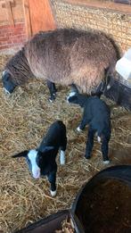 Raszuivere zwartbles schapen (moeder met 2 lammeren), Dieren en Toebehoren, Vrouwelijk, Schaap