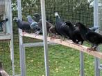 Gratis af te halen Horsemankroppers en postduiven, Dieren en Toebehoren, Vogels | Duiven, Meerdere dieren, Kropper