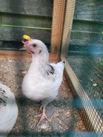 Mooie sussex hanen, Dieren en Toebehoren, Pluimvee, Mannelijk, Kip