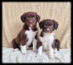 Speelse, schattige Friese Stabij x Border Collie pups!, Dieren en Toebehoren, 8 tot 15 weken, Collie, CDV (hondenziekte), Meerdere