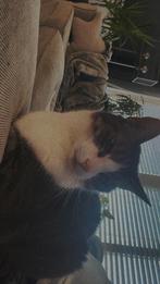 Gratis kat ophalen, Kater