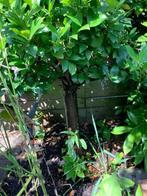 Boom op stam. Groenblijvend € 25,00., Tuin en Terras, Planten | Bomen, Lente, 100 tot 250 cm, Ophalen, Volle zon