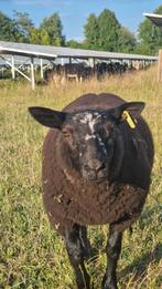 Lieve mooie dekram schaap, Dieren en Toebehoren, Schapen, Geiten en Varkens, Mannelijk, Schaap, 0 tot 2 jaar