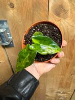 Alocasia zebrina variegata plant aurea yellow lemon lime, Ophalen of Verzenden, Halfschaduw, Minder dan 100 cm