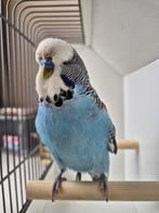 Koppel Engelse Grasparkieten, Dieren en Toebehoren, Vogels | Parkieten en Papegaaien, Meerdere dieren, Parkiet