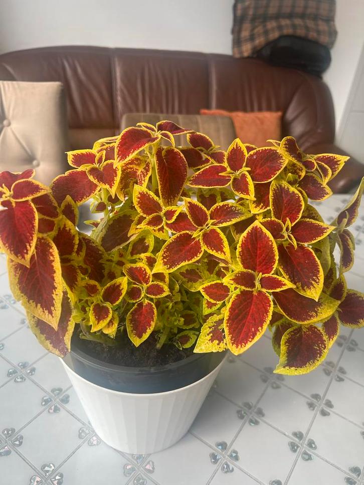 Coleus plant met opvallende bladeren, Tuin en Terras, Planten | Tuinplanten, Eenjarig, Overige soorten, Halfschaduw, Zomer, Ophalen of Verzenden
