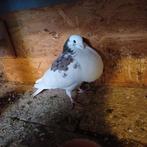 Sierduif kropper., Mannelijk, Kropper