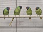Grijskop edelparkiet, Dieren en Toebehoren, Meerdere dieren, Parkiet