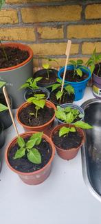 Carolina reaper stekken, Ophalen, Zomer, Volle zon