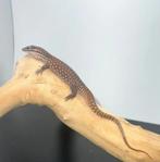 0.0.10 Varanus acanthurus red ackie juvénile, Dieren en Toebehoren, Reptielen en Amfibieën, 0 tot 2 jaar