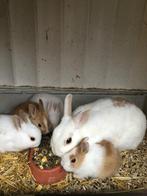 Jonge konijntjes, Dieren en Toebehoren, Konijnen, Meerdere dieren, Middelgroot, 0 tot 2 jaar