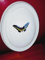 Vintage opgezette vlinder Rajah Brooke,s Birdwing bol lijst, Ophalen of Verzenden