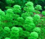 aquariumplanten na snoeibeurt, Dieren en Toebehoren, Vissen | Aquaria en Toebehoren, Ophalen of Verzenden, Zo goed als nieuw, Plant(en), Steen of Hout