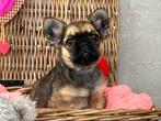 Prachtige fluffy Franse Bulldog pups, CDV (hondenziekte), Meerdere, 8 tot 15 weken, Meerdere dieren