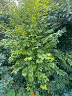 Geelbladige Liguster - Zelf Uitspitten, Tuin en Terras, Planten | Tuinplanten, Vaste plant, Halfschaduw, Lente, Ophalen