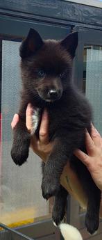 Pomsky pup f3 met EPR stamboom, Dieren en Toebehoren, CDV (hondenziekte), 8 tot 15 weken, Poolhond, Meerdere