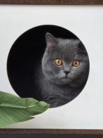 LIEVE BRITSE KH. KATERS ZOEKEN NIEUW HUISJE, Dieren en Toebehoren, Kater, Kortharig, 0 tot 2 jaar