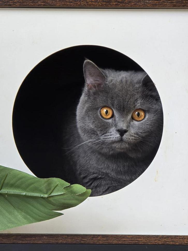 LIEVE BRITSE KH. KATERS ZOEKEN NIEUW HUISJE, Dieren en Toebehoren, Katten en Kittens | Overige Katten, Kortharig, Kater, 0 tot 2 jaar