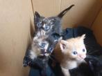 7 lieve  kittens, Dieren en Toebehoren, Kortharig, Geslacht onbekend, 0 tot 2 jaar