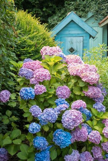 Gezocht: gratis bloemen hortensia e/o rozenbottel takken beschikbaar voor biedingen