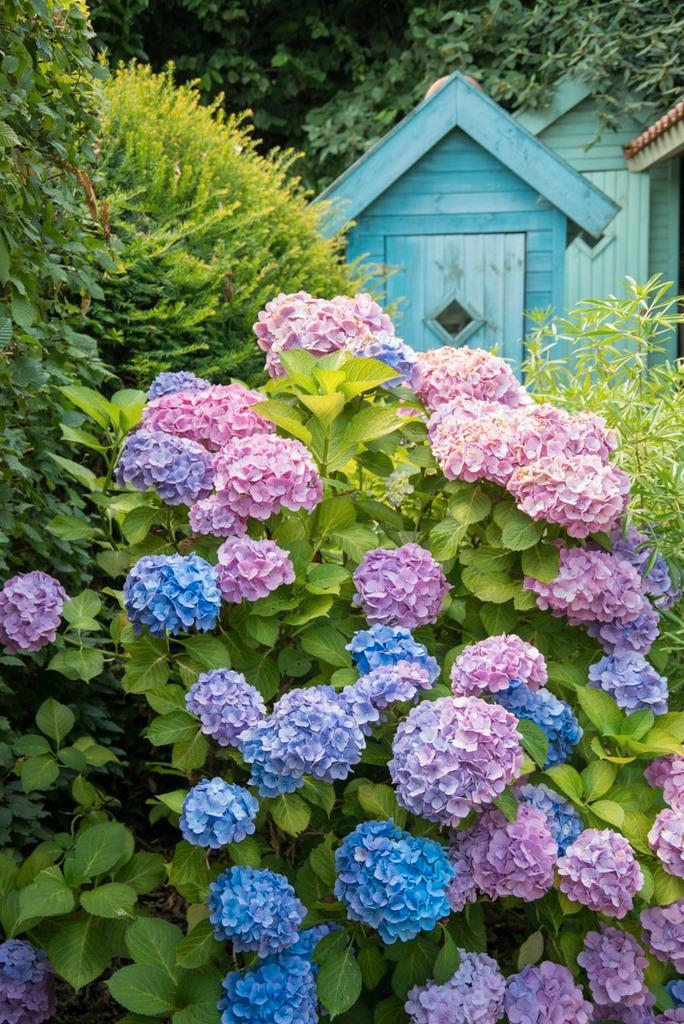 Gezocht: gratis bloemen hortensia e/o rozenbottel takken, Tuin en Terras, Planten | Tuinplanten, Overige soorten, Halfschaduw