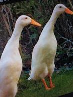 Woerden loopeenden., Dieren en Toebehoren, Pluimvee, Mannelijk, Eend