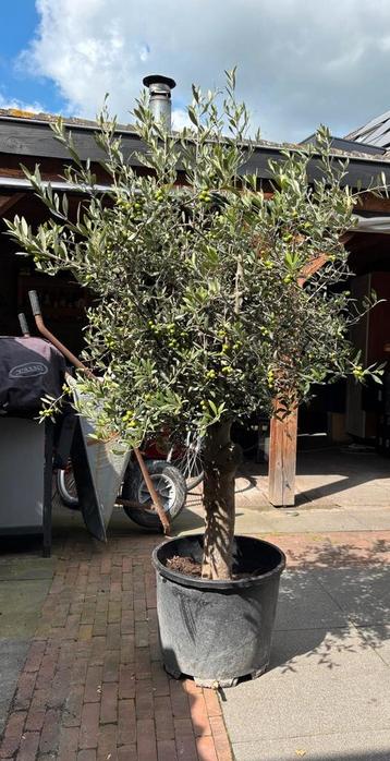 Olijfboom in pot - 180cm - met olijven! beschikbaar voor biedingen