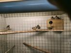 Mooie Vogels 5stuks, Dieren en Toebehoren, Meerdere dieren, Tropenvogel