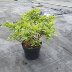 pluimhortensia little spooky, Ophalen, Zomer, Overige soorten, Volle zon