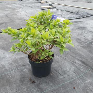 pluimhortensia little spooky beschikbaar voor biedingen