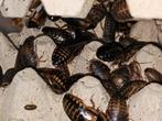 Dubia's 30 = €5 (blaptica dubia - Argentijnse kakkerlak), Dieren en Toebehoren, Insecten en Spinnen, Overige soorten