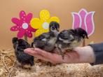 Marans groot baby kuikens hennetjes, gesekst en ingeënt