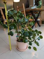 Pannenkoekplant (Pilea) 60cm met pot en schaal, Ophalen, Halfschaduw, Minder dan 100 cm