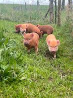 Mini varkens te koop, Dieren en Toebehoren, Meerdere dieren, 0 tot 2 jaar, Varken