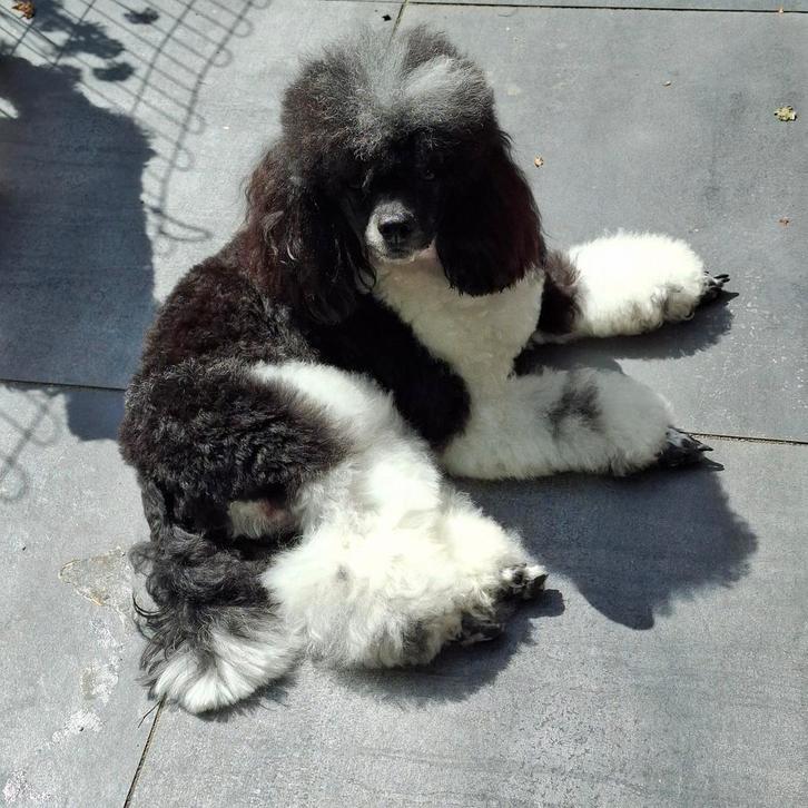 Staat ter dekking harlekijn toy kleine dwerg met FCI stamboo, Dieren en Toebehoren, Honden | Dekreuen, Reu, Fokker | Hobbymatig