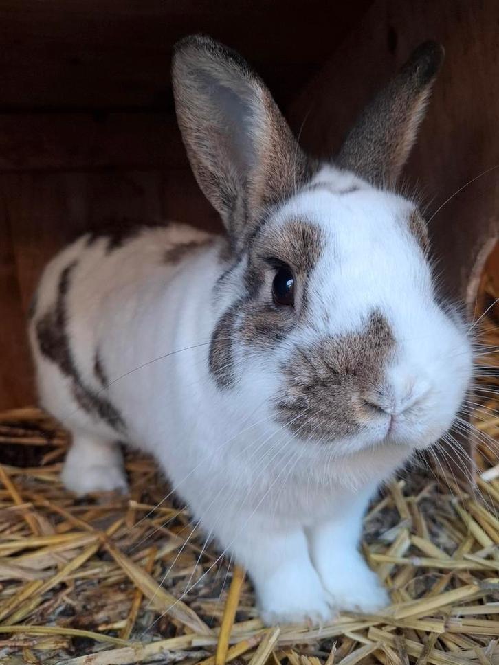 Lotharinger konijn rammetje/mannetje, Dieren en Toebehoren, Konijnen, Middelgroot, Mannelijk, 0 tot 2 jaar