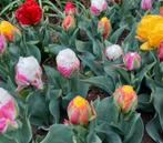 ice cream tulpenbollen in diverse kleuren (10 stuks), Ophalen, Najaar, Volle zon, Bloembol