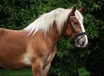 Grote vriendelijke ruin!, Dieren en Toebehoren, Pony's, Ruin, E pony (1.48m - 1.57m), Gechipt, 3 tot 6 jaar