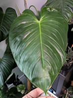 Philodendron Grandipes, Huis en Inrichting, Kamerplanten, Ophalen of Verzenden, Overige soorten, Minder dan 100 cm